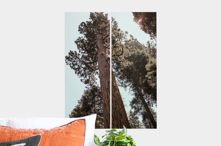 Flat lay of two 10x26" Professional Photo Prints featuring a picture of a very large tree.